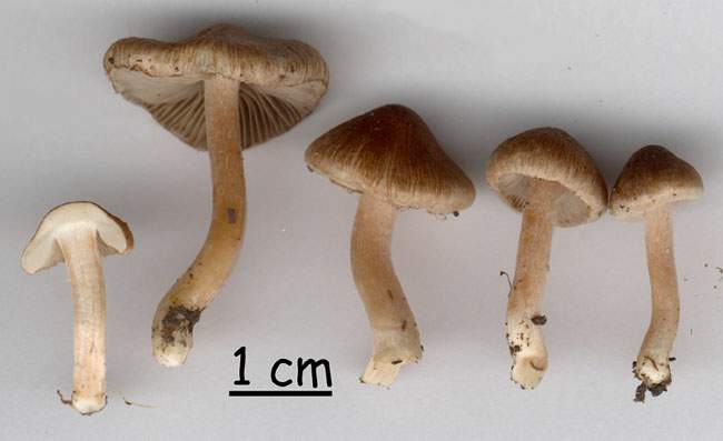 Inocybe friesii